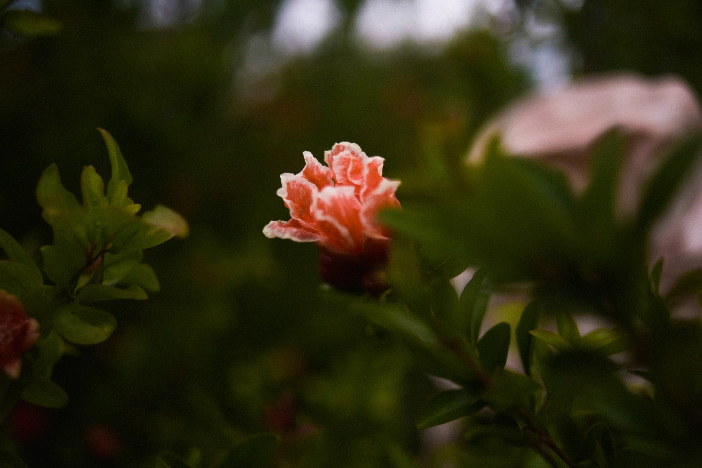 Piluso con tiras entintado natural
